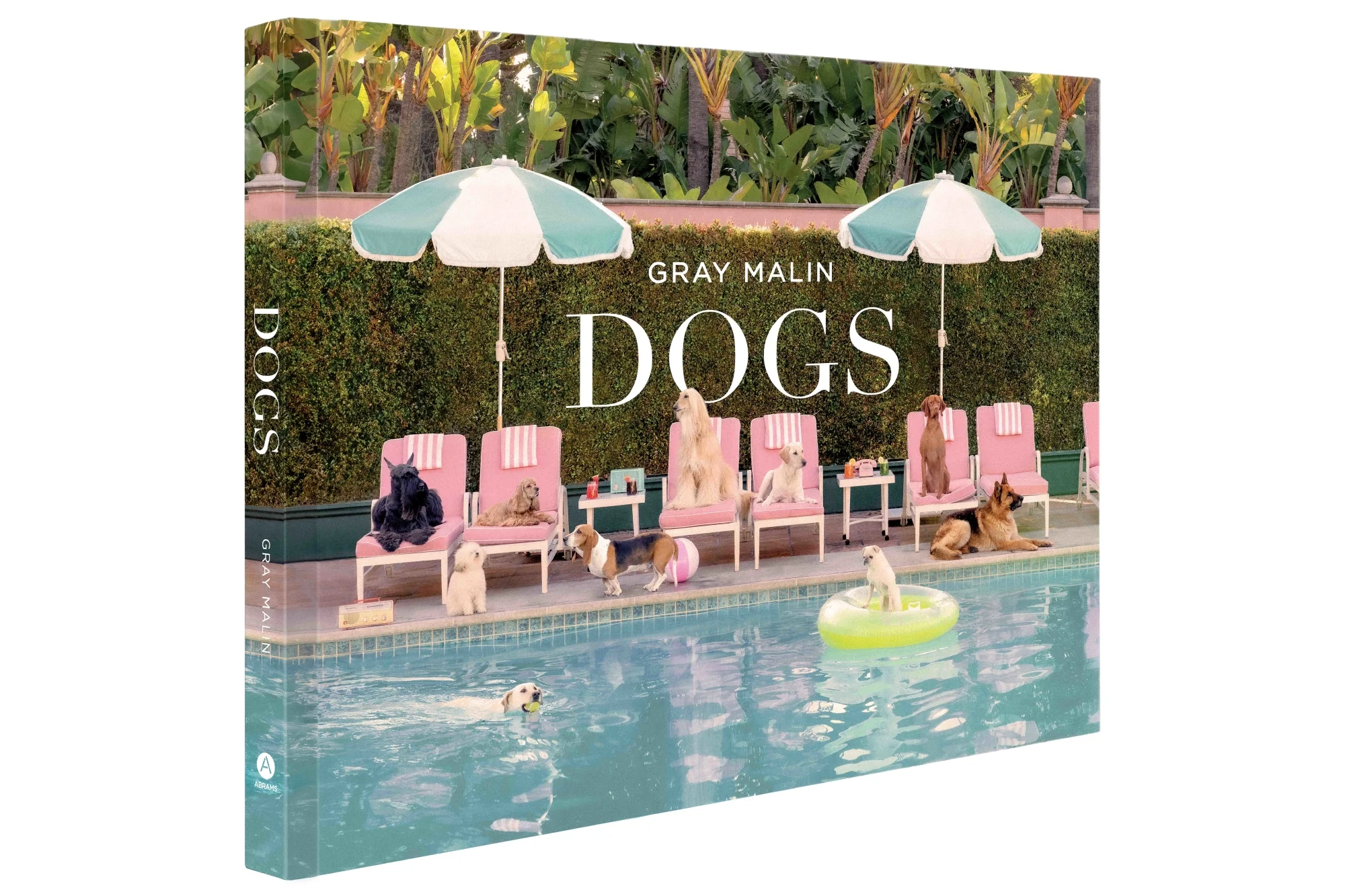 GRAY MALIN DOGS